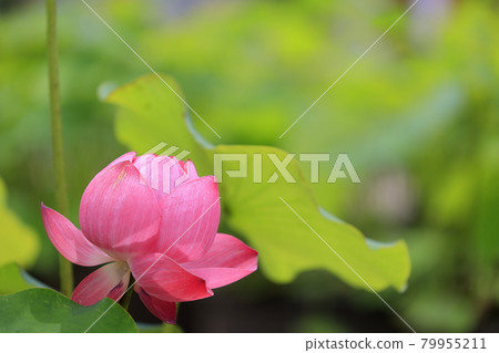 Kikoji, a lotus in full bloom in the precincts Kikoji, a lotus in full bloom in the precincts 79955211