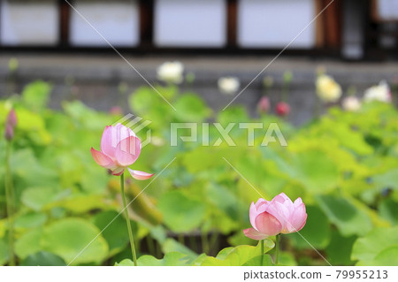 Kikoji, a lotus in full bloom in the precincts 79955213