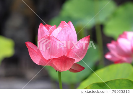 Kikoji，在地區盛開的蓮花 79955215