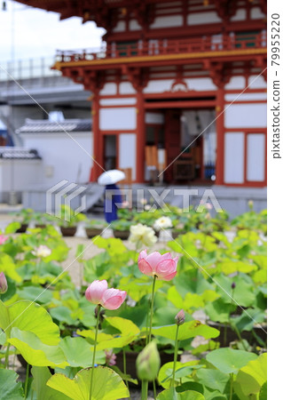 Kikoji, a lotus in full bloom in the precincts 79955220