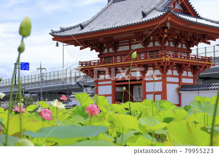 Kikoji，在地區盛開的蓮花 79955223