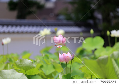 Kikoji，在地區盛開的蓮花 79955224