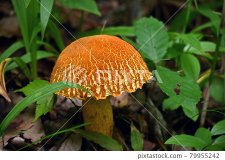 Red pokeweed 79955242