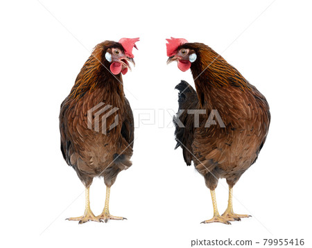 two brown hen isolated on white background 79955416