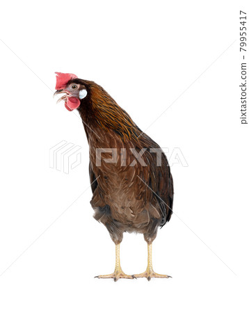 brown hen isolated on white background 79955417