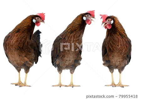 three brown hen isolated on white background 79955418