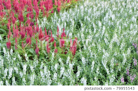 Beautiful White Salvia and Red Cockcombs Flowers Beautiful White Salvia and Red Cockcombs Flowers 79955543