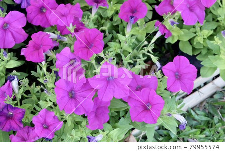 Fresh Purple Petunia Flowers in A Garden Fresh Purple Petunia Flowers in A Garden 79955574