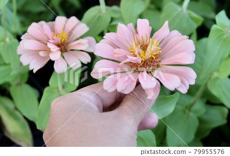 Hand Holding Beautiful Fresh Pink Chrysanthemum Flowers Hand Holding Beautiful Fresh Pink Chrysanthemum Flowers 79955576