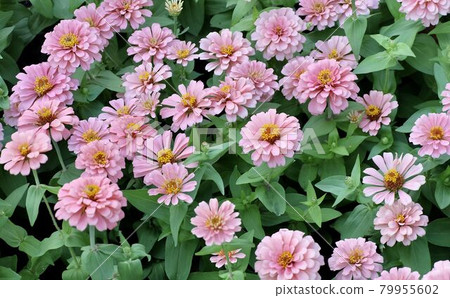 Beautiful Fresh Pink Chrysanthemum Flowers Beautiful Fresh Pink Chrysanthemum Flowers 79955602