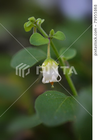 There were many white bell-like flowers in the grass. 79955868