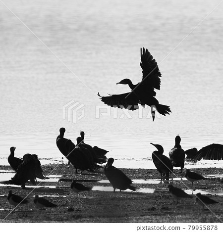silhouette of a cormorant that is about to land on the lakeshore in its flock, black and white, abstract 79955878
