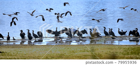 Cormorants, swans, gulls and other birds wait on the shore for the sun to rise Cormorants, swans, gulls and other birds wait on the shore for the sun to rise 79955936