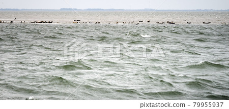 Seals, sea bears and sea lions warm themselves on a sandbank in the cold and stormy North Sea off the island of Sylt, Germany Seals, sea bears and sea lions warm themselves on a sandbank in the cold and stormy North Sea off the island of Sylt, Germany 79955937