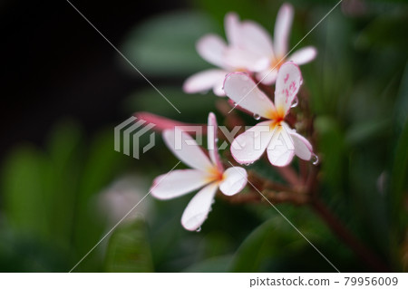 Plumeria flower in garden as background 79956009