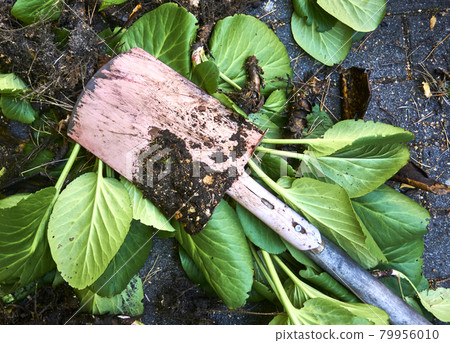 A spade with soil sticking to it after gardening on a pile of withered leaves A spade with soil sticking to it after gardening on a pile of withered leaves 79956010