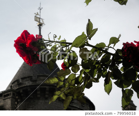 Bright red rose with green leaves against the light in front of the blurred tower of a medieval fortification 79956018