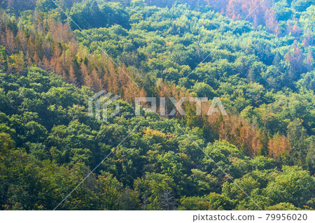 Dead brown spruces in a diagonal row between green healthy deciduous trees on a slope in the Harz Mountains Dead brown spruces in a diagonal row between green healthy deciduous trees on a slope in the Harz Mountains 79956020