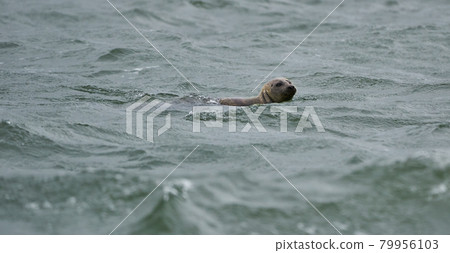 Seal, Phoca vitulina, swimming in open water in the open North Sea Seal, Phoca vitulina, swimming in open water in the open North Sea 79956103