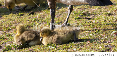 Baby Canadian Geese chicks lying in on the ground at their mothers feet 79956145