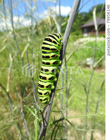 Larva of "Papilio machaon" that grows on the perennial "Bronze fennel" of the Umbelliferae family 79956146
