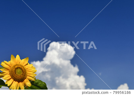 積雨雲和向日葵(夏季圖像) 積雨雲和向日葵(夏季圖像) 79956186