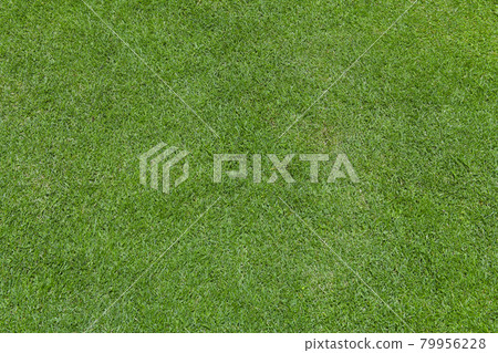 綠草（背景素材） 79956228