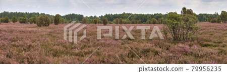 Panorama of the heath landscape with flowering heather and juniper bushes 79956235