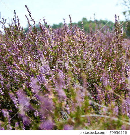 Close-up of the heath landscape with flowering heather, scientific Calluna vulgaris 79956236