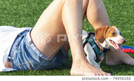 Dachshund dog on field standing between human legs 79956288