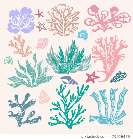 Seaweeds 4 79956479