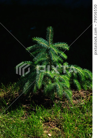 It's a tree of young spruce in the woods on the lawn. Natural habitat. Revival of trees and It's a tree of young spruce in the woods on the lawn. Natural habitat. Revival of trees and 79956550
