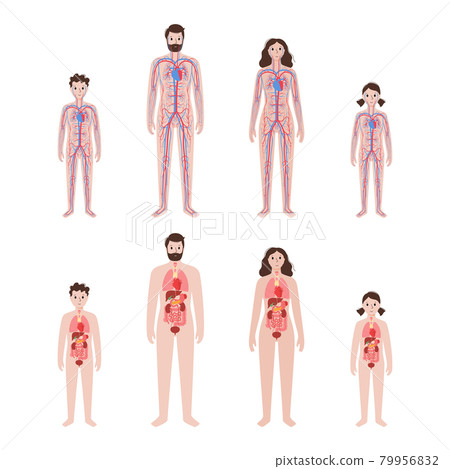 Circulatory system concept 79956832