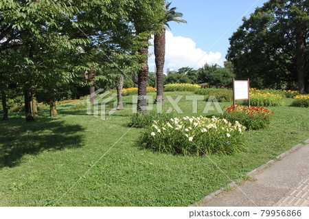 大阪市永井植物園的清新綠景 79956866