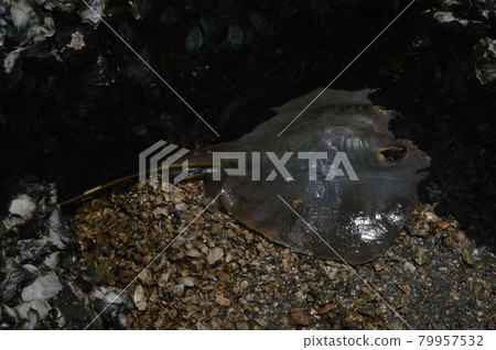 乾黃貂魚（多摩川河口/東京都大田區） 79957532