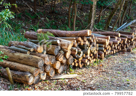 一堆原木 79957782
