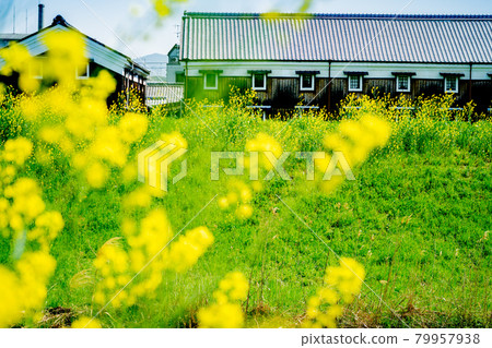 Those that took a picture of the brewery that spring blooms in Fushimi-ku, Kyoto-shi Those that took a picture of the brewery that spring blooms in Fushimi-ku, Kyoto-shi 79957938