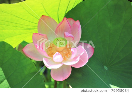 Pink flower Oga lotus Pink flower Oga lotus 79958084