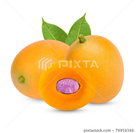 Marian Plum with leaves isolated on white background Marian Plum with leaves isolated on white background 79958388