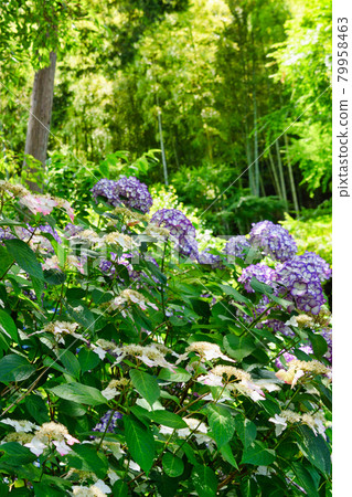 鎌倉明月院美麗的繡球花和竹林 79958463