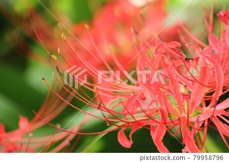 群集孤挺花 群集孤挺花 79958796