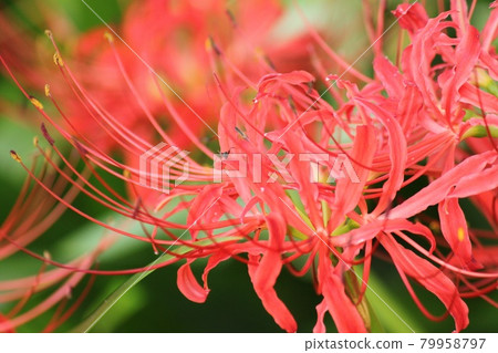 群集孤挺花 群集孤挺花 79958797