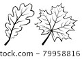 Maple and Oak Leaves 79958816