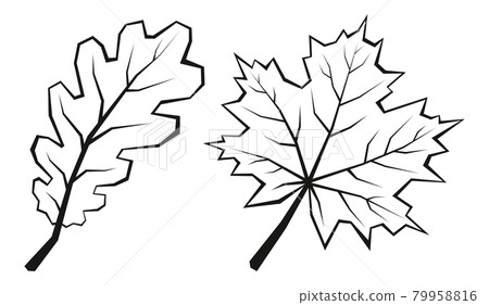 Maple and Oak Leaves 79958816