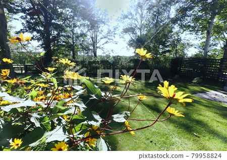 Daisetsu Mori no Garden Yellow flowers blooming in the garden Daisetsu Mori no Garden Yellow flowers blooming in the garden 79958824