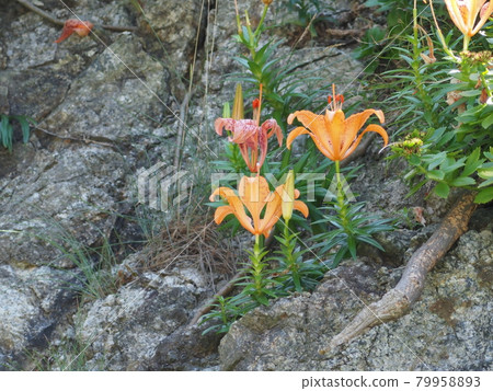 百合maculatum 79958893