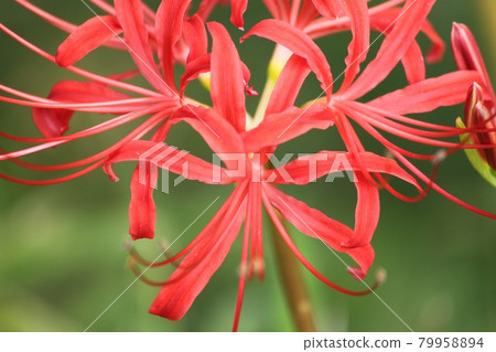 群集孤挺花 79958894