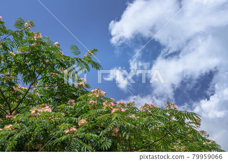 Blue sky and Nemnock Blue sky and Nemnock 79959066