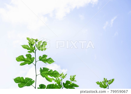 Transparent mulberry leaves Transparent mulberry leaves 79959067