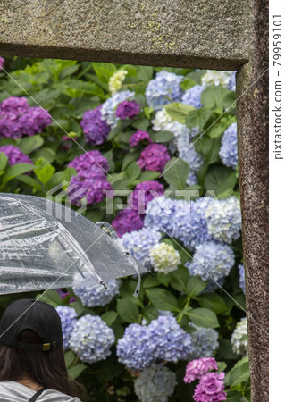 Hydrangea appreciation 79959101